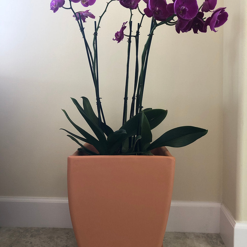 Orchid Planter